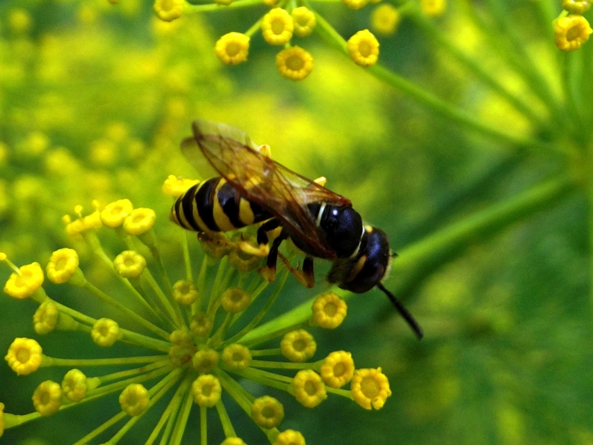 Philanthus triangulum - közönséges méhfarkas