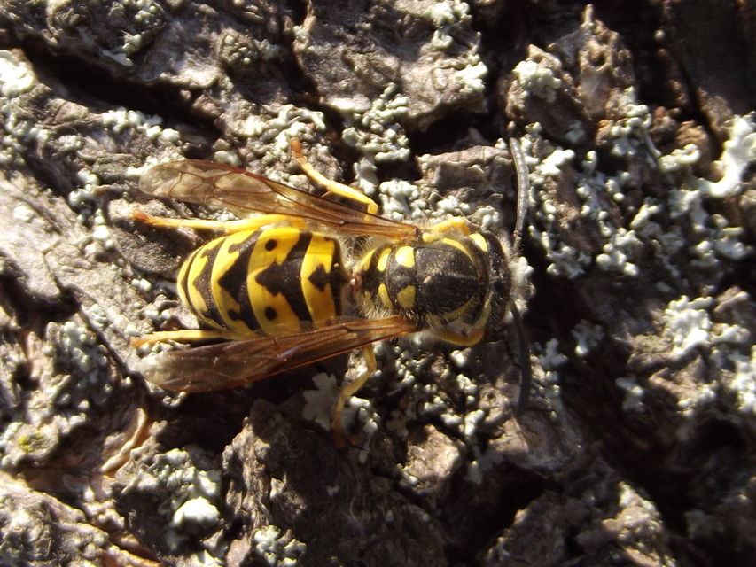 Vespula vulgaris - kecskedarázs