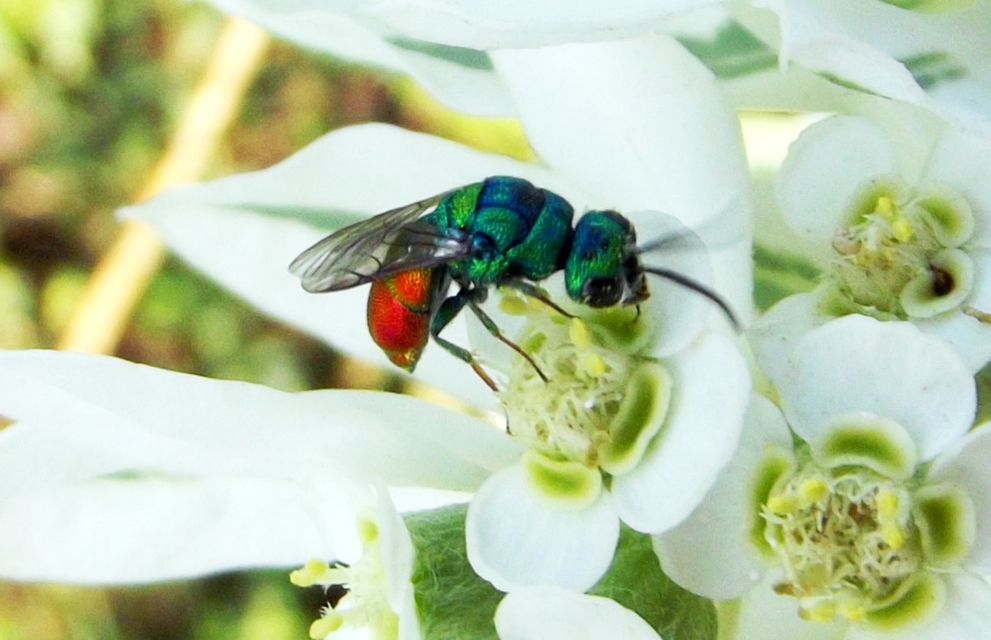 Chrysididae - fémdarazsak