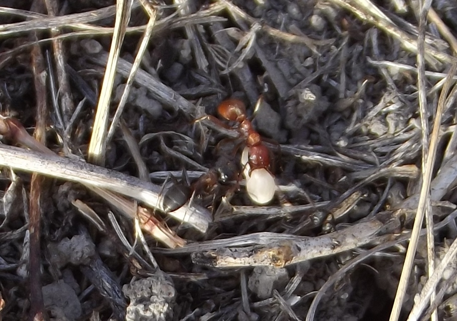 Polyergus rufescens - amazonhangya
