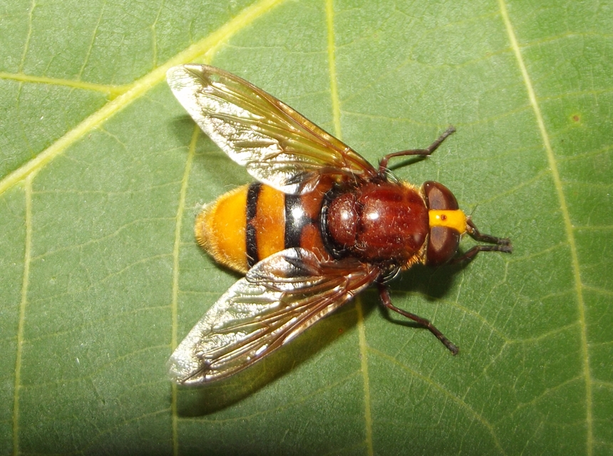 Volucella zonaria - kétöves pihelégy Volucella zonaria - kétöves pihelégy