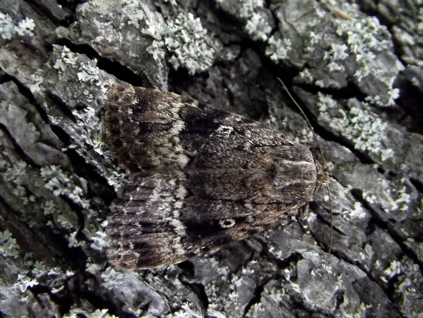 Amphipyra berbera/pyramidea
