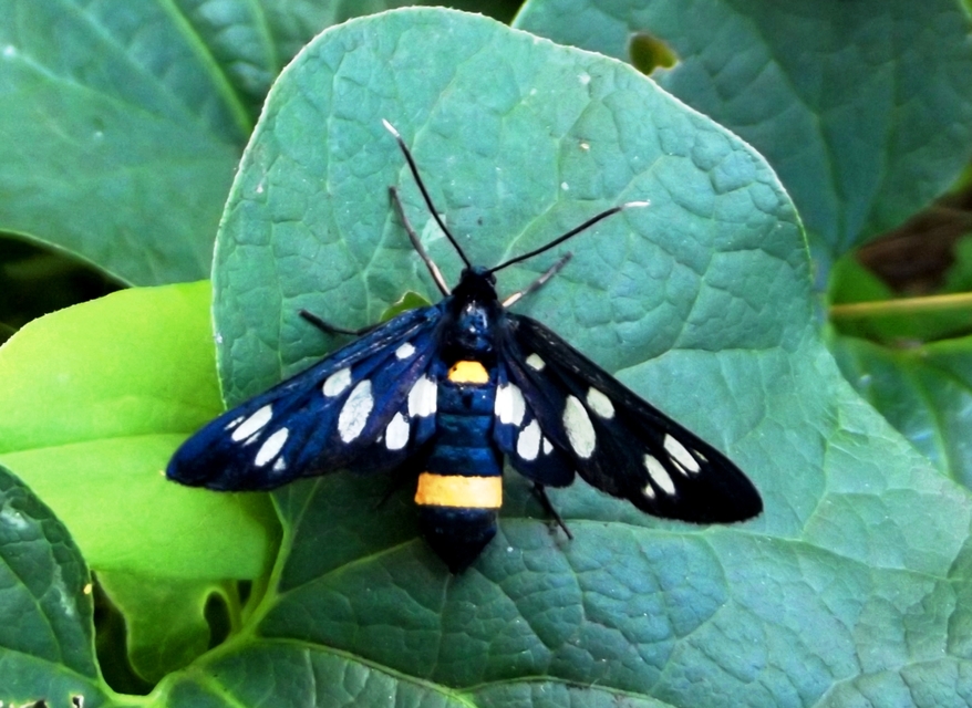 Amata phegea - fehérpettyes álcsüngőlepke