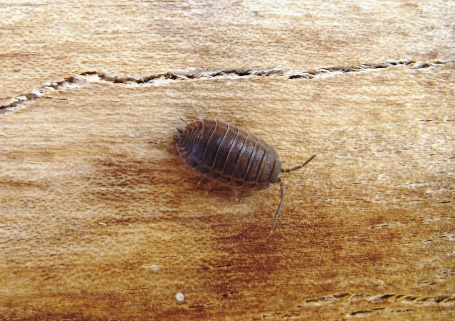 Trachelipus