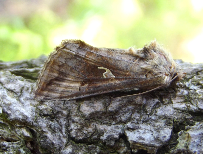 Autographa gamma - gammalepke