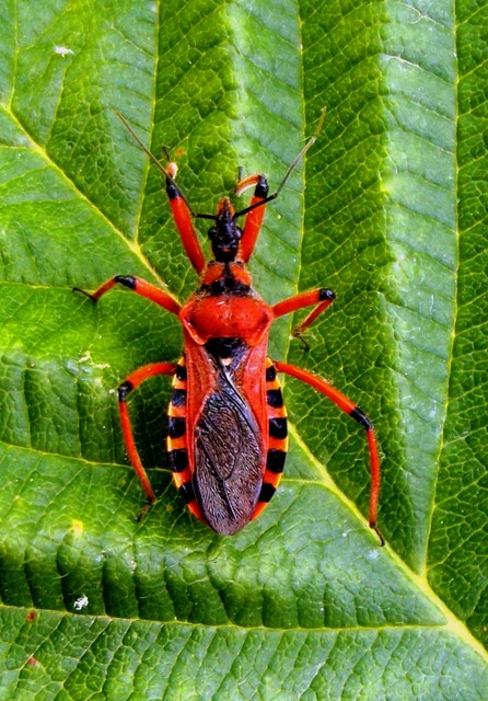 Rhynocoris iracundus - közönséges gyilkospoloska