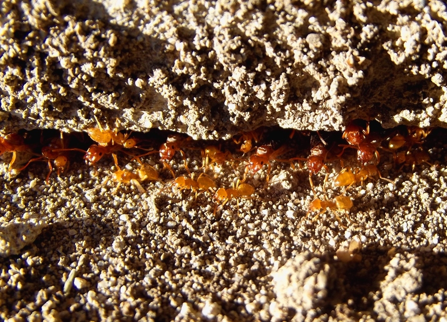 Lasius