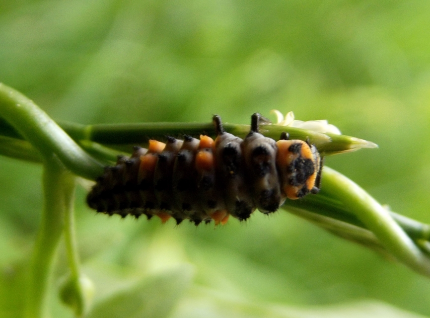 Coccinella septempunctata - hétpettyes katica