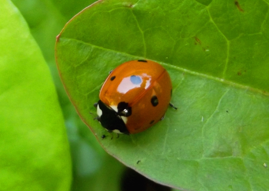 Coccinella septempunctata - hétpettyes katica