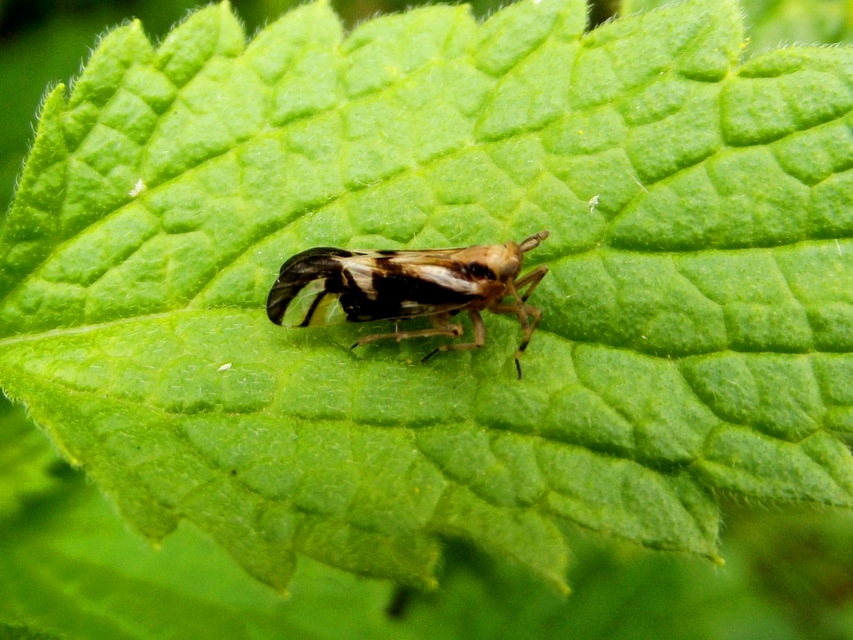 Delphax crassicornis