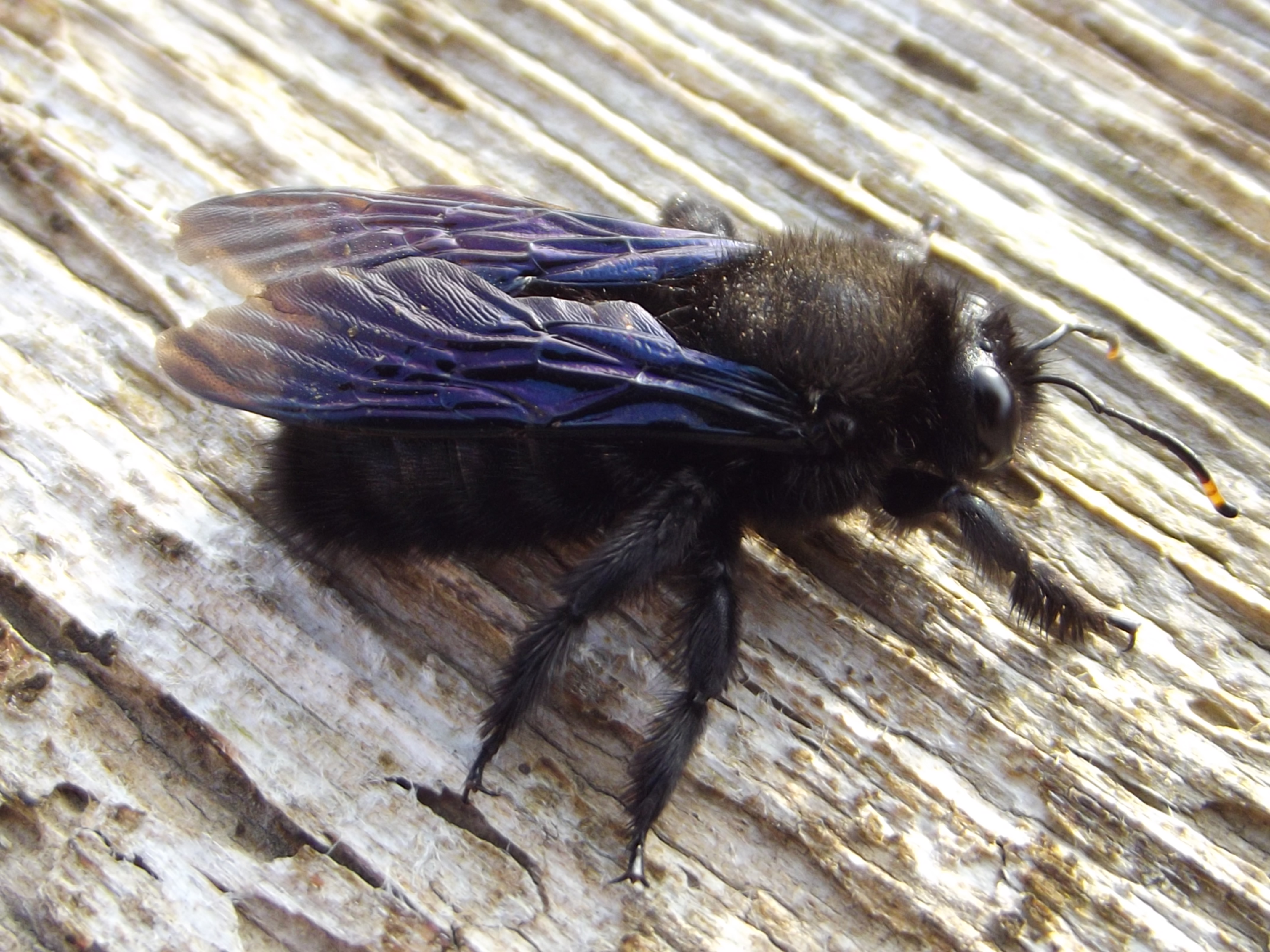 Xylocopa violacea - kék fadongó