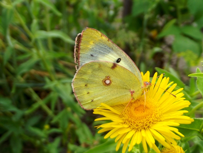 Colias