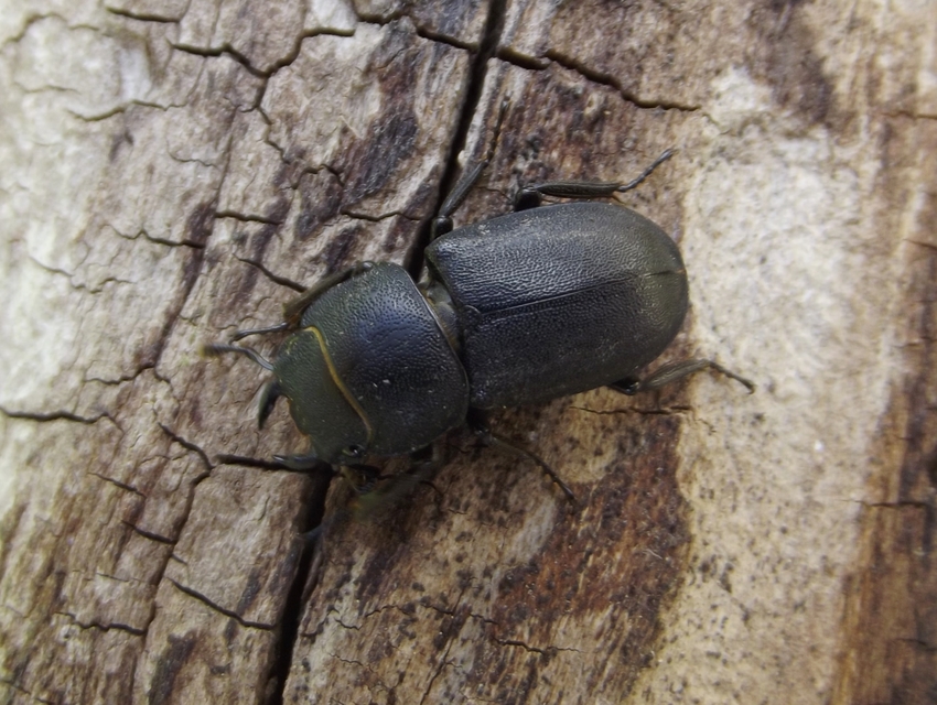 Dorcus parallelipipedus - kis szarvasbogár