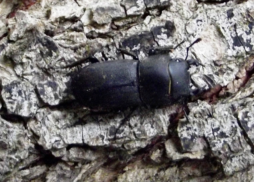 Dorcus parallelipipedus - kis szarvasbogár