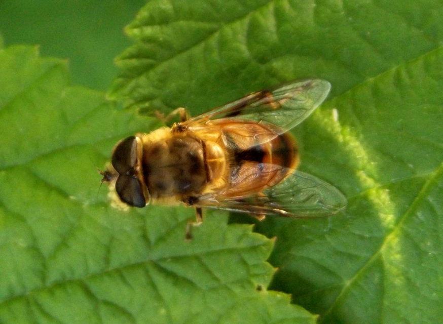 Eristalis tenax - közönséges herelégy