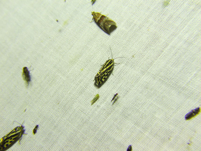 Emmelia trabealis - zebrabagoly