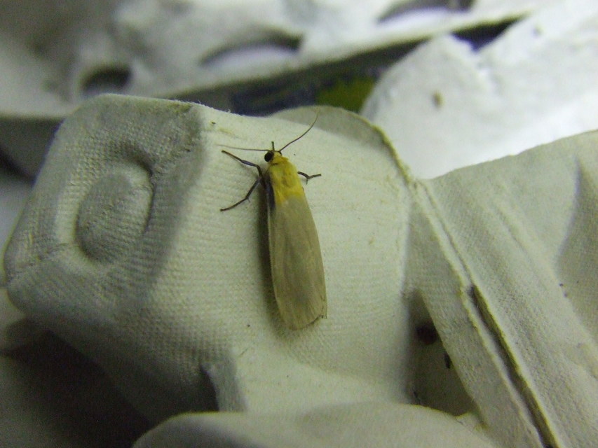 Lithosia quadra - négypettyes zuzmószövő