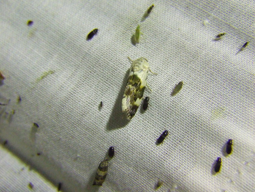 Acontia lucida - fehér nappalibagoly