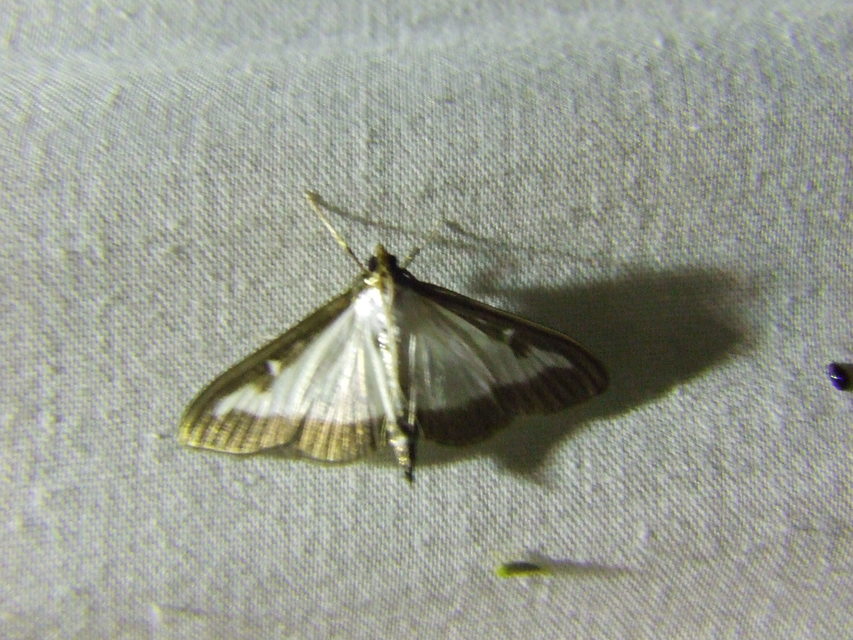 Cydalima perspectalis - puszpáng-tűzmoly