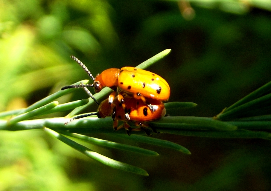 Crioceris duodecimpunctata - tizenkétpontos spárgabogár