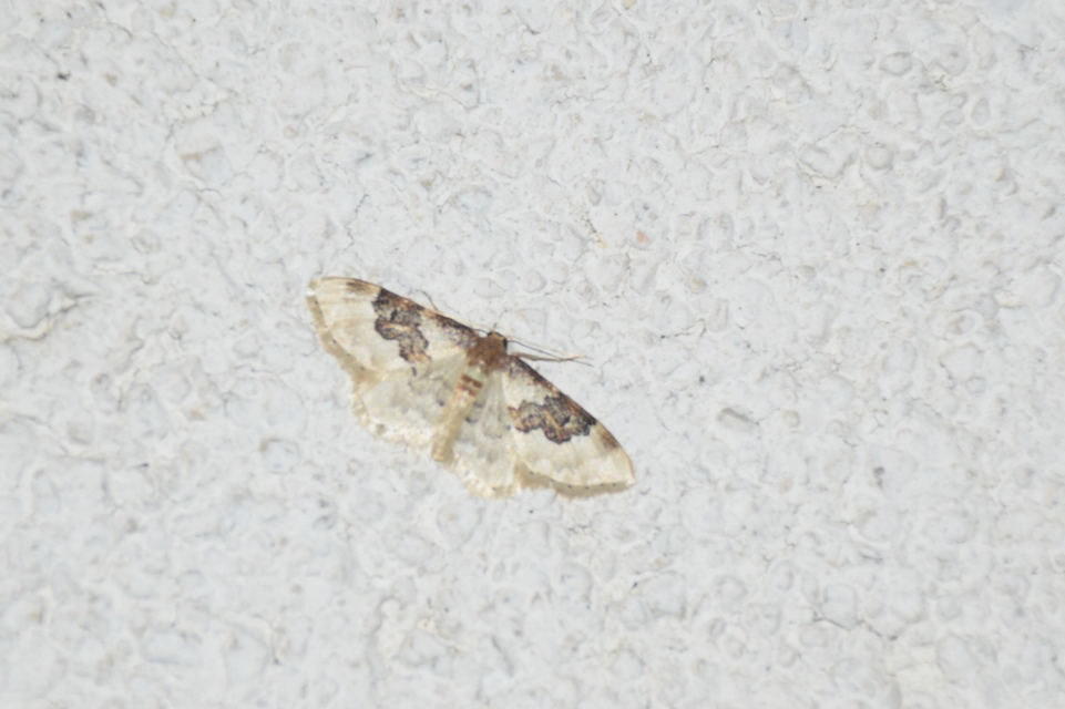 Idaea rusticata - tarka apróaraszoló