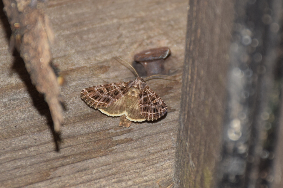 Heliophobus reticulata - fehéreres kertibagoly