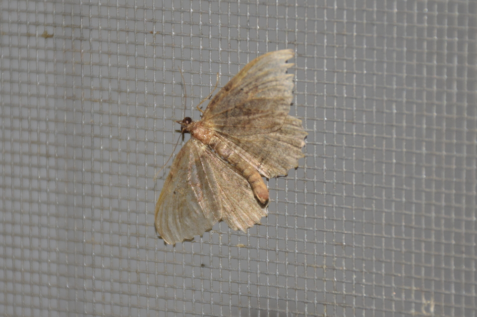 Philereme transversata - varjútövis-araszoló
