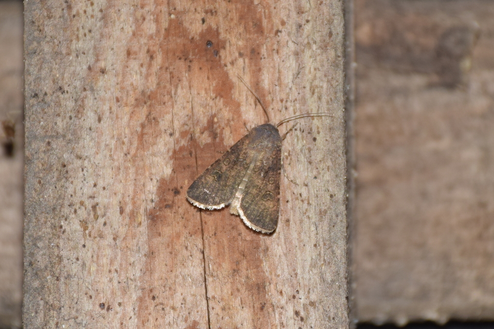 Agrotis segetum - vetési földibagoly