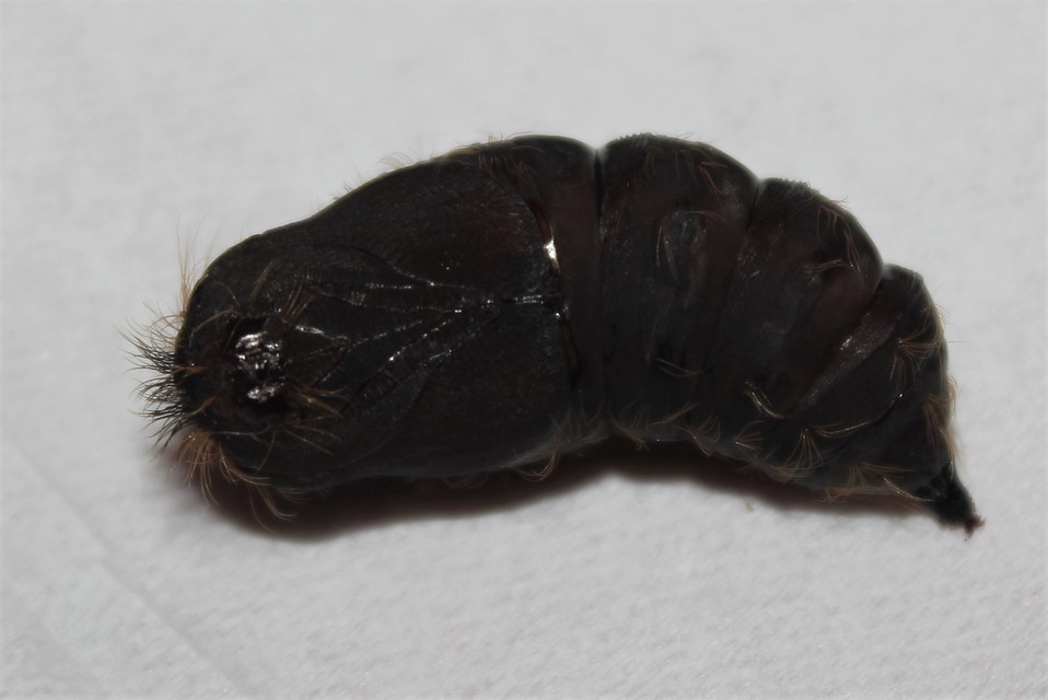 Lymantria dispar - gyapjaslepke