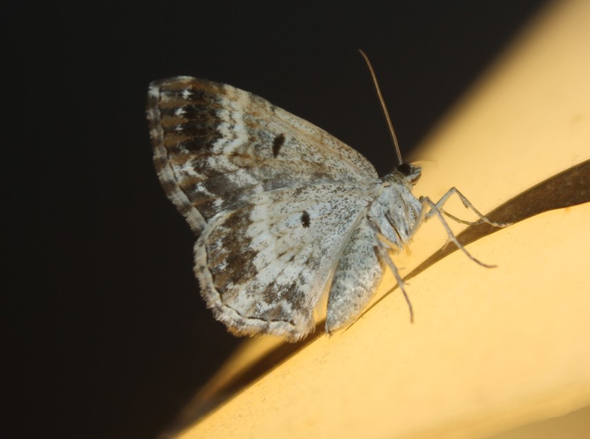Epirrhoe alternata - galaj-tarkaaraszoló
