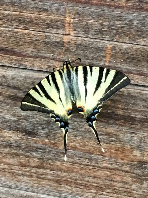 Iphiclides podalirius - kardoslepke