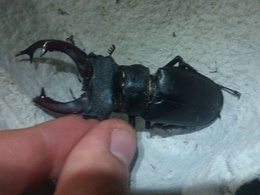 Lucanus cervus - nagy szarvasbogár
