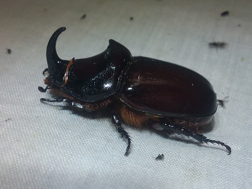 Oryctes nasicornis - orrszarvú bogár
