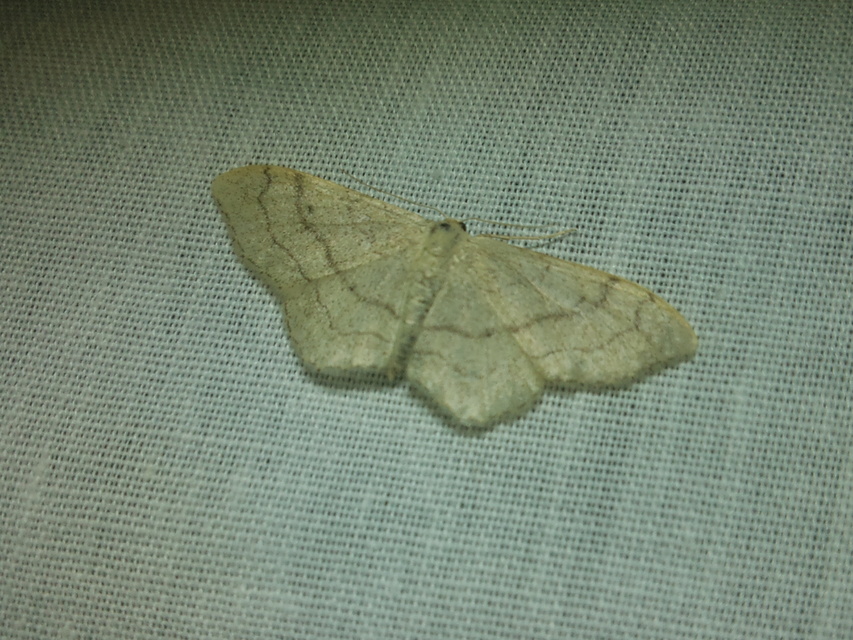 Idaea aversata - nagy sávosaraszoló