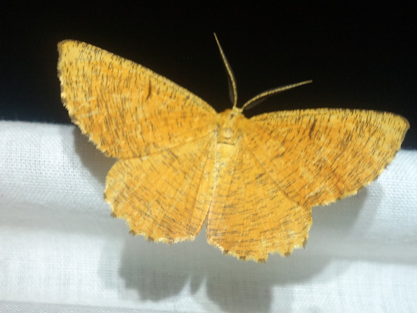 Angerona prunaria - sárga kökényaraszoló