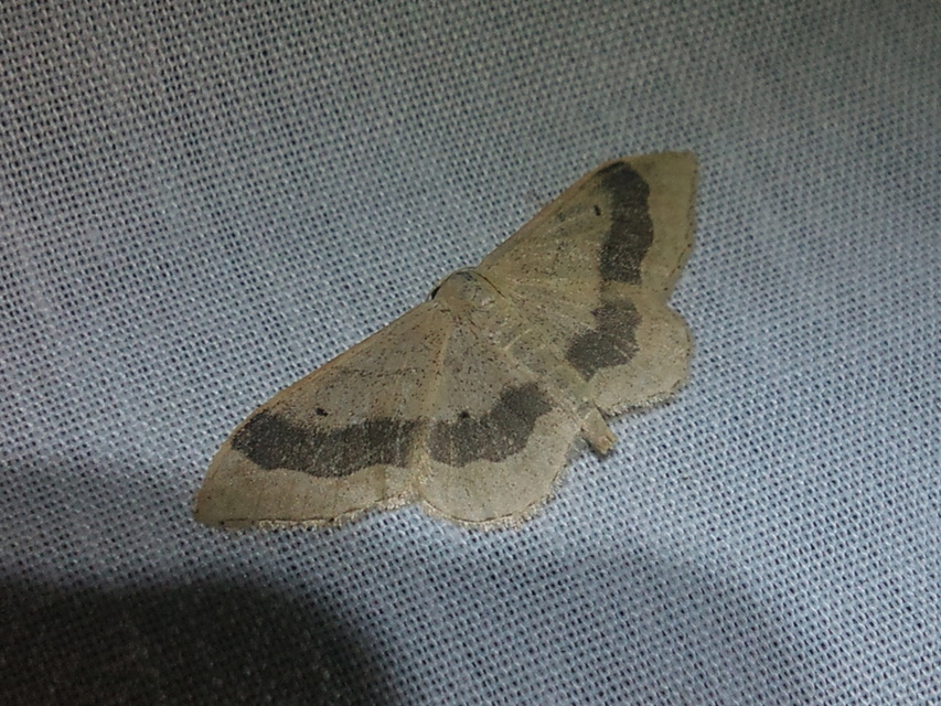 Idaea aversata - nagy sávosaraszoló