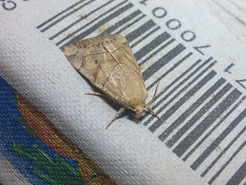Cosmia trapezina - közönséges lombbagoly