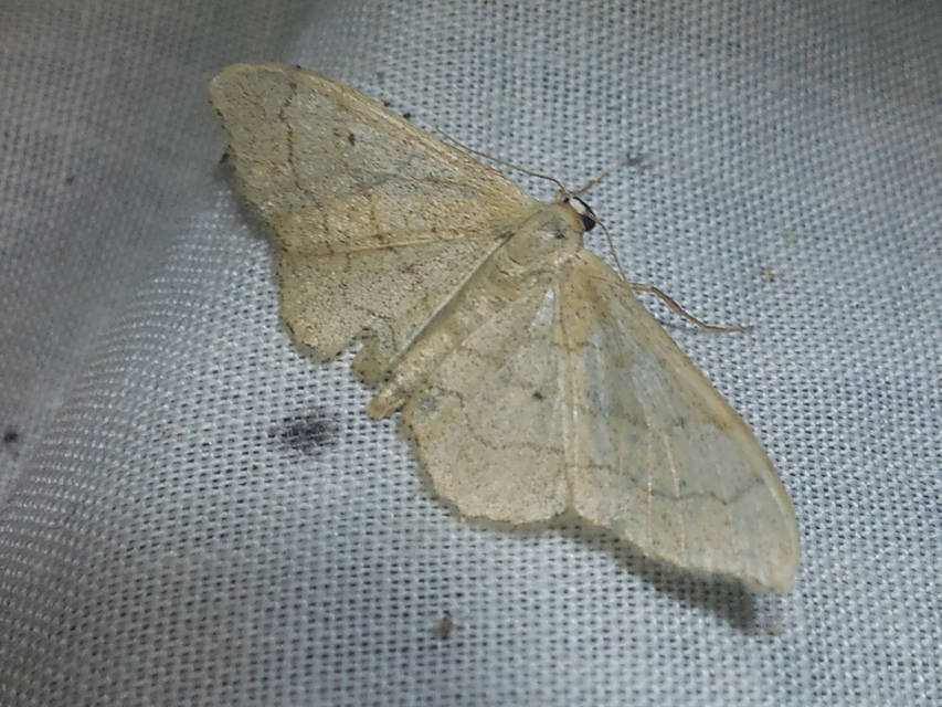 Idaea aversata - nagy sávosaraszoló