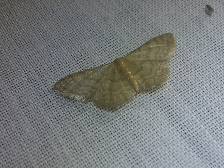 Idaea dilutaria - napvirág-apróaraszoló