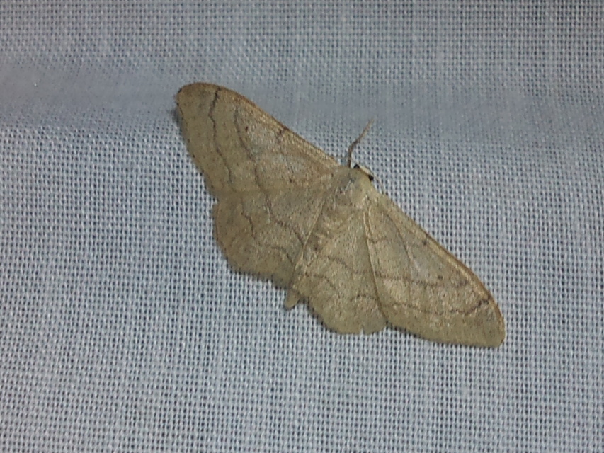 Idaea aversata - nagy sávosaraszoló