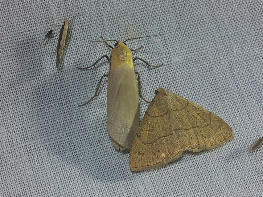 Lithosia quadra - négypettyes zuzmószövő