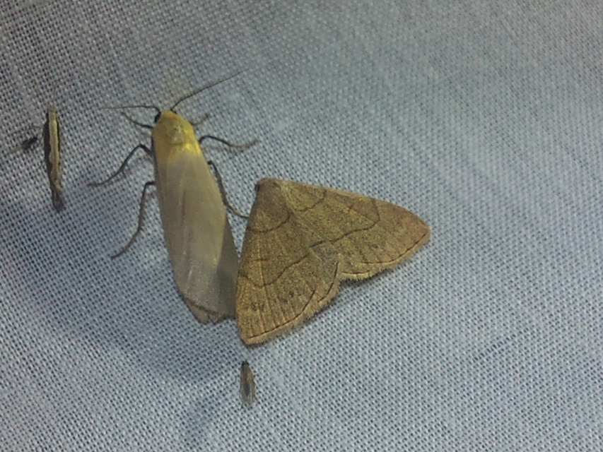 Plutella xylostella - káposztamoly