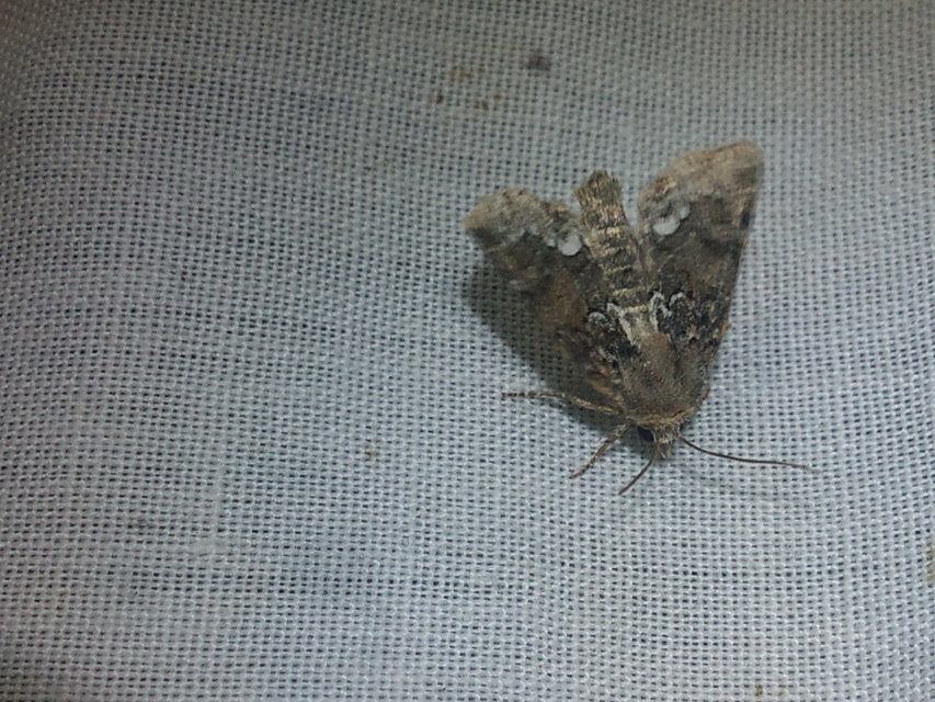 Oligia strigilis - kormos dudvabagoly