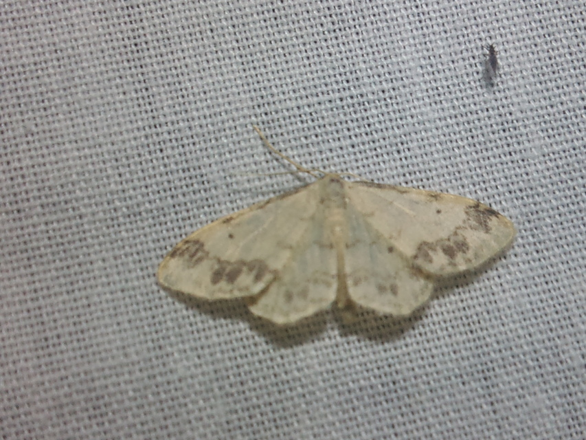 Idaea trigeminata - csúcsfoltos apróaraszoló