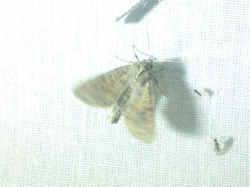 Parastichtis suspecta - sötét erdeibagoly