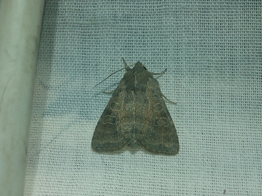 Parastichtis suspecta - sötét erdeibagoly