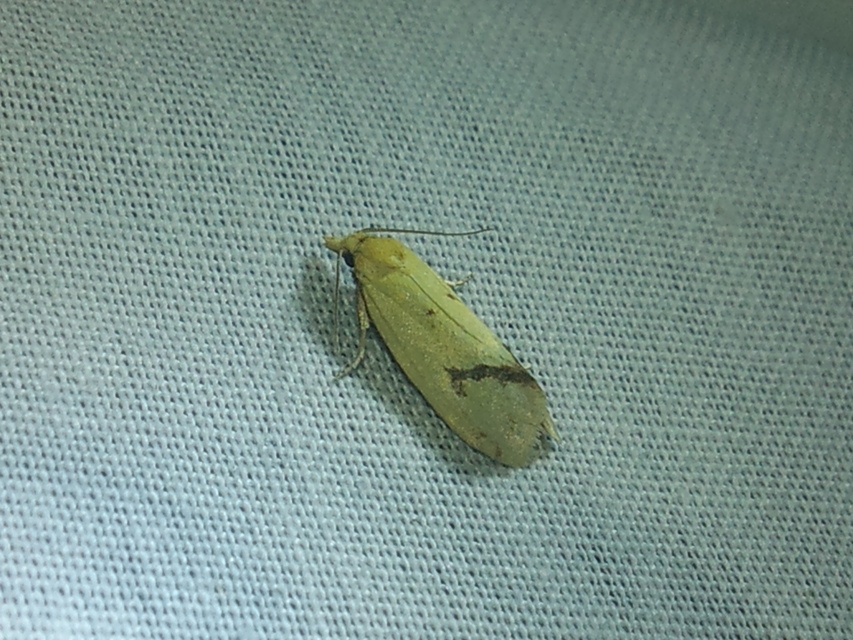 Agapeta hamana - közönséges sárgamoly