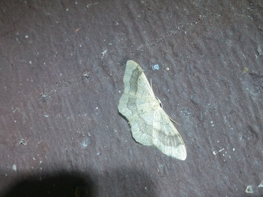 Idaea aversata - nagy sávosaraszoló