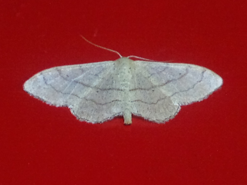 Idaea aversata - nagy sávosaraszoló