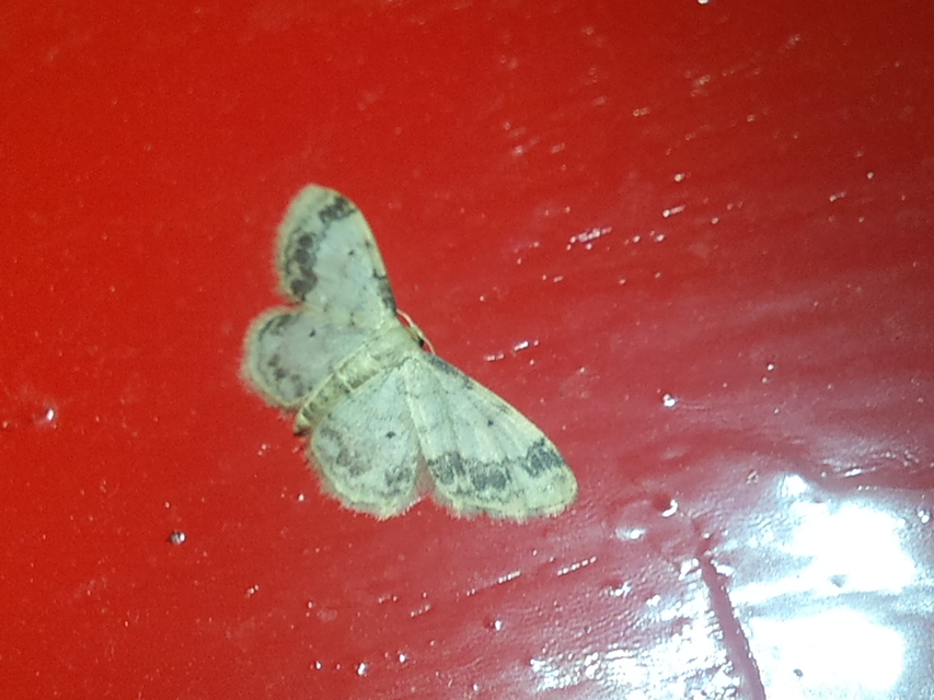 Idaea trigeminata - csúcsfoltos apróaraszoló